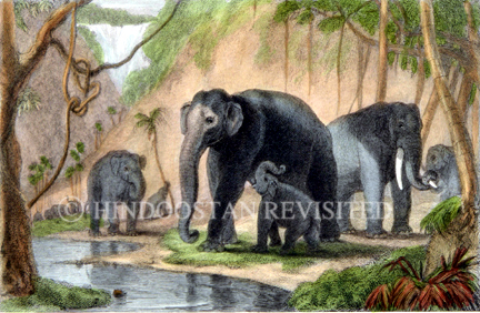 /data/Original Prints/Natural History/WILD ELEPHANTS.jpg